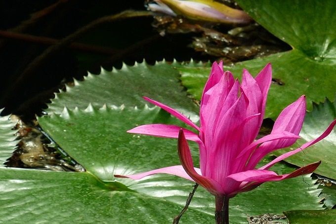 Lotus flower.