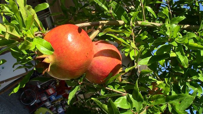 Pomegranates everywhere.