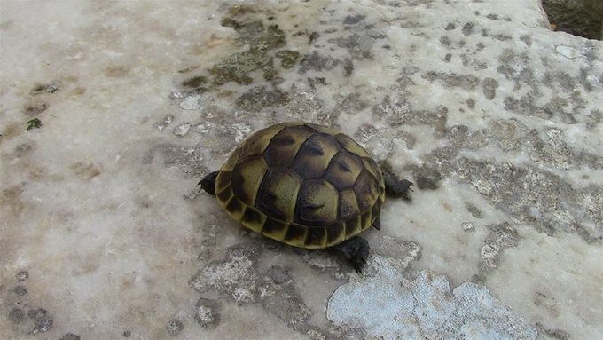 Ephesus - Baby tortoise living in the ruins (love a tortoise)