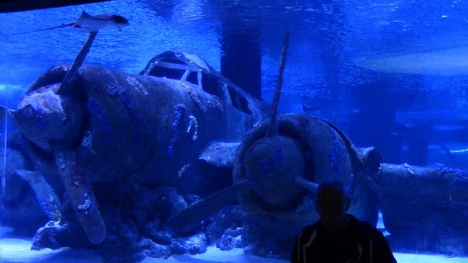 Antalya aquarium underwater tunnel viewing