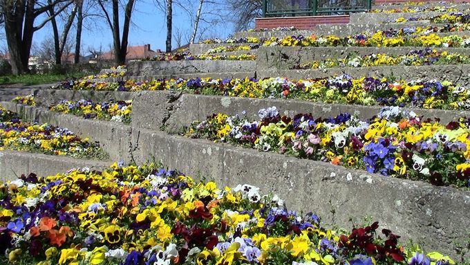 Even concrete foundations under a flyover are planted with pansies